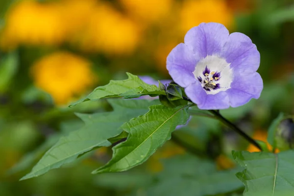 Close Apple Peru Nicandra Physalodes Flower Bloom — Stock Photo, Image