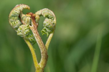 Yaygın bir brakken (pteridium aquilinum) bitkisine yakın çekim