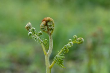 Yaygın bir brakken (pteridium aquilinum) bitkisine yakın çekim