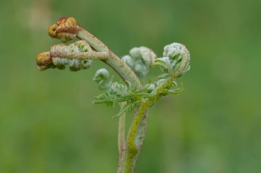 Yaygın bir brakken (pteridium aquilinum) bitkisine yakın çekim