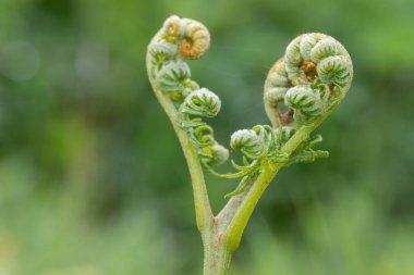 Yaygın bir brakken (pteridium aquilinum) bitkisine yakın çekim