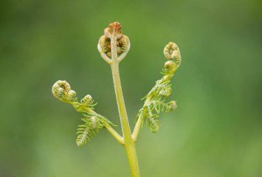 Yaygın bir brakken (pteridium aquilinum) bitkisine yakın çekim