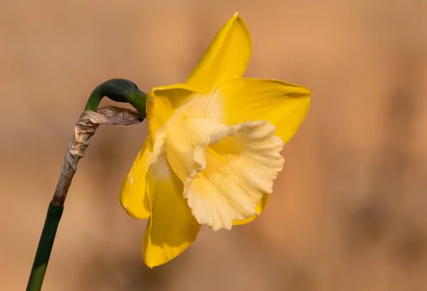 Närbild Påsklilja Narcissus Blomma Blom — Stockfoto