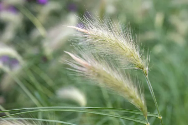 Primer Plano Las Plantas Plumas Cenchrus Longisteus — Foto de Stock