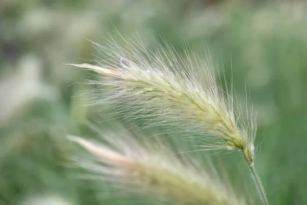 Close Feathertop Cenchrus Longisteus Plants — Stock Photo, Image