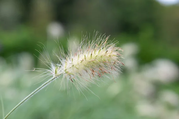Close Feathertop Cenchrus Longisteus Plant — Stock Photo, Image