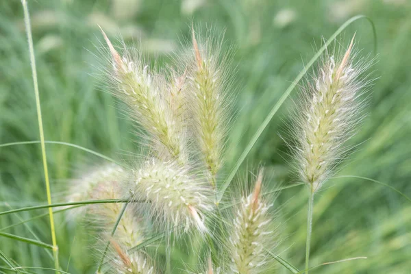 Close Feathertop Cenchrus Longisteus Plants — Stock Photo, Image