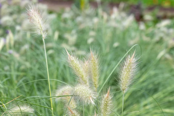 Close Plantas Plumagem Cenchrus Longisteus — Fotografia de Stock