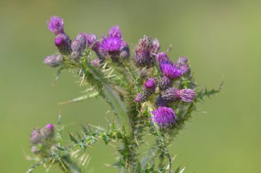 Çiçek başlığını ortak bir devedikeni (sirsiyum vulgare) üzerinde kapat