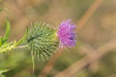 Çiçek başlığını ortak bir devedikeni (sirsiyum vulgare) üzerinde kapat