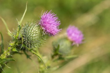 Çiçek başlığını ortak bir devedikeni (sirsiyum vulgare) üzerinde kapat