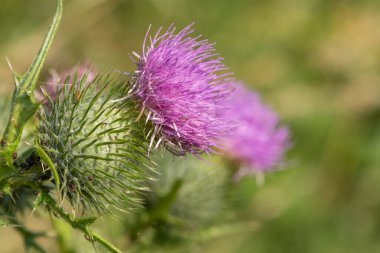 Çiçek başlığını ortak bir devedikeni (sirsiyum vulgare) üzerinde kapat