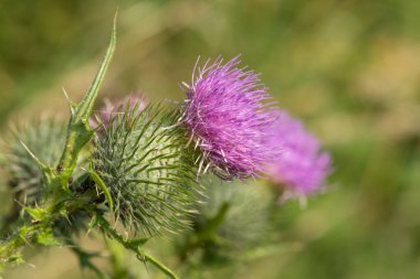 Çiçek başlığını ortak bir devedikeni (sirsiyum vulgare) üzerinde kapat