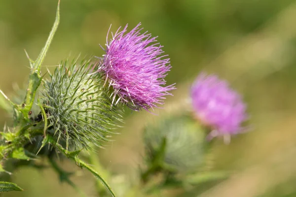 Primer Plano Cabeza Flor Una Planta Común Cardo Cirsium Vulgare —  Fotos de Stock