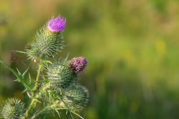 Primer Plano Cabeza Flor Una Planta Común Cardo Cirsium Vulgare —  Fotos de Stock