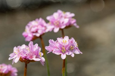 Çiçeklerin çiçek açması (armeria maritima) yakın çekim