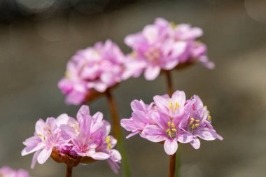 Çiçeklerin çiçek açması (armeria maritima) yakın çekim