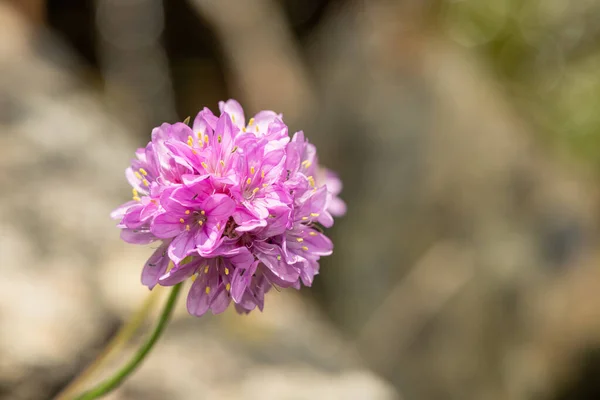 Close Thrift Armeria Maritima Flowers Bloom — Stock Photo, Image