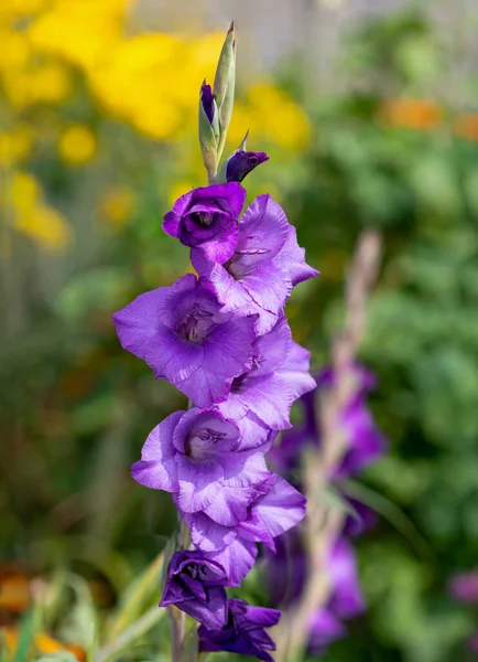 Close Flores Gladiolus Roxo Flor — Fotografia de Stock