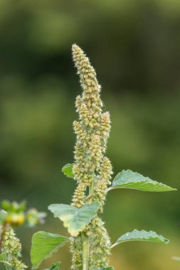 Darı bitkisinin tohumlarını yakın.