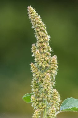 Darı bitkisinin tohumlarını yakın.