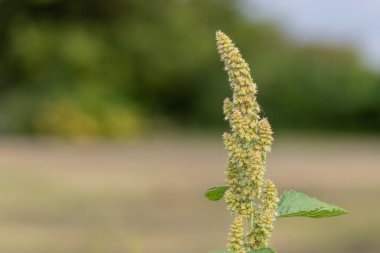 Darı bitkisinin tohumlarını yakın.
