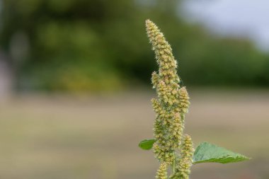 Darı bitkisinin tohumlarını yakın.