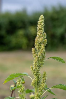 Darı bitkisinin tohumlarını yakın.