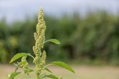 Darı bitkisinin tohumlarını yakın.
