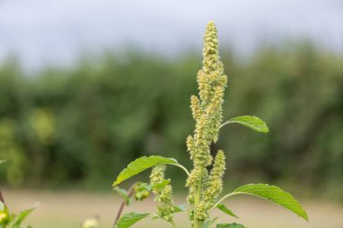 Darı bitkisinin tohumlarını yakın.