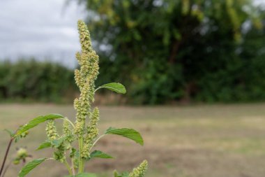 Darı bitkisinin tohumlarını yakın.