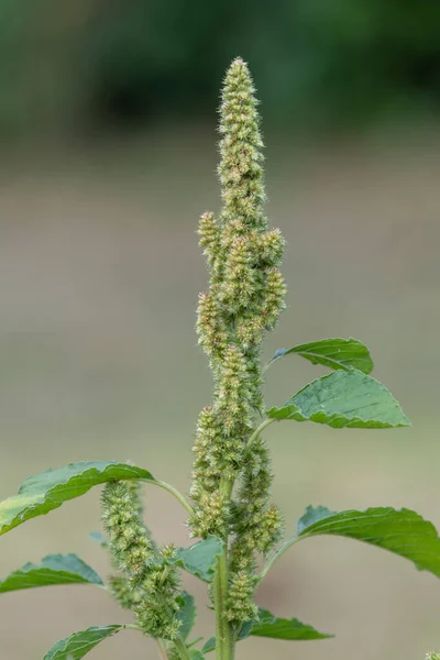 Nahaufnahme Von Samen Einer Hirsepflanze — Stockfoto