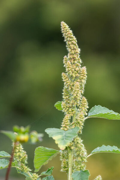 Close up of seeds on a millet plant