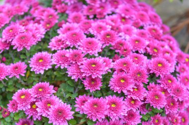 Çiçek açmış pembe kasımpatı çiçeklerine yaklaş