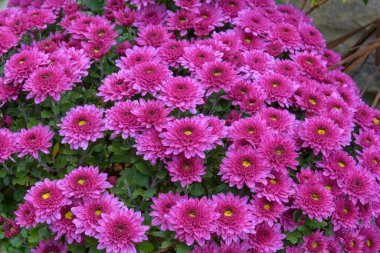 Çiçek açmış pembe kasımpatı çiçeklerine yaklaş