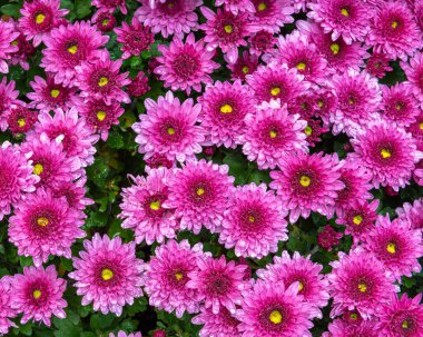 pembe krizantem çiçek çiçeklenme