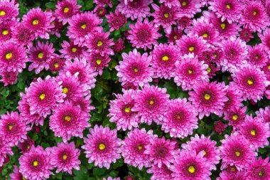 pembe krizantem çiçek çiçeklenme