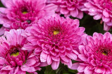 Çiçek açmış pembe kasımpatı çiçeklerine yaklaş