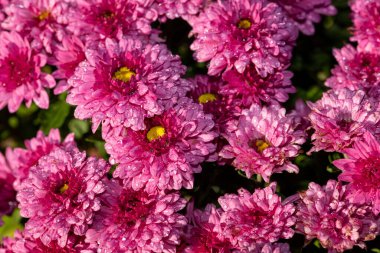 Çiçek açmış pembe kasımpatı çiçeklerine yaklaş