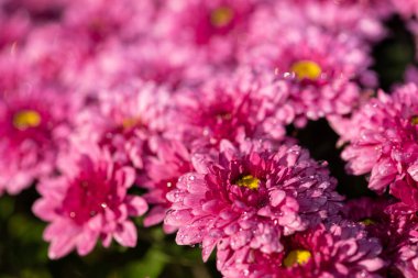 Çiçek açmış pembe kasımpatı çiçeklerine yaklaş