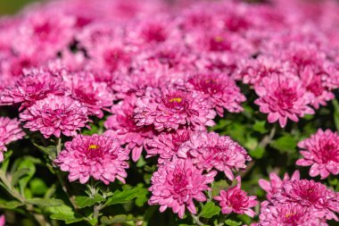 Çiçek açmış pembe kasımpatı çiçeklerine yaklaş