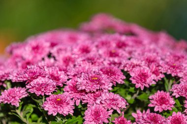 Çiçek açmış pembe kasımpatı çiçeklerine yaklaş