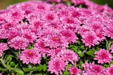 Çiçek açmış pembe kasımpatı çiçeklerine yaklaş