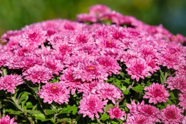 Çiçek açmış pembe kasımpatı çiçeklerine yaklaş