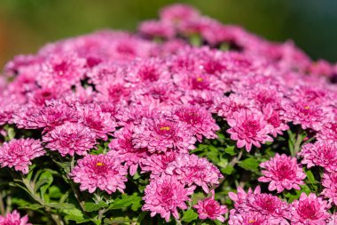 Çiçek açmış pembe kasımpatı çiçeklerine yaklaş