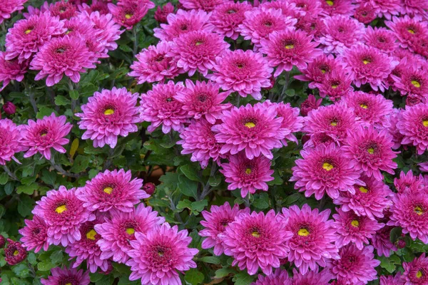 Çiçek açmış pembe kasımpatı çiçeklerine yaklaş