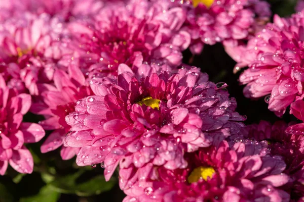 Zbliżenie Różowe Chryzantemy Kwiaty Rozkwicie — Zdjęcie stockowe