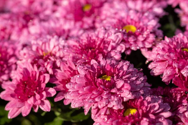 Цветение Розовых Цветков Хризантемы — стоковое фото