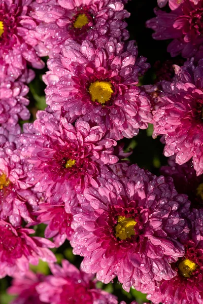 Zbliżenie Różowe Chryzantemy Kwiaty Rozkwicie — Zdjęcie stockowe