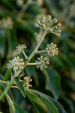 Yaygın sarmaşık (hedera sarmaşığı) çiçeklerini kapat